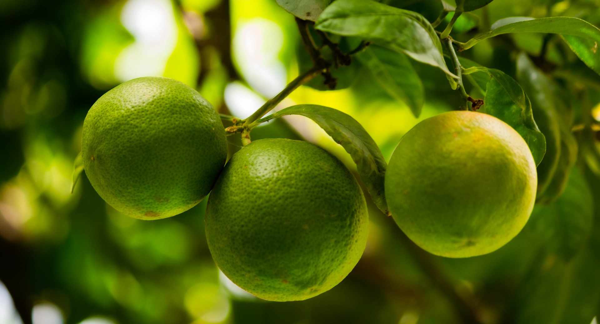 lemons-7712745_1920